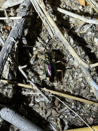 iNaturalist observation photo of Carolina Metallic Tiger Beetle