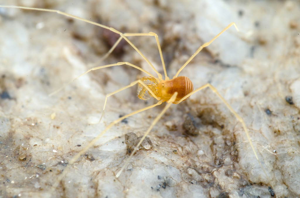 Peltonychia sarea