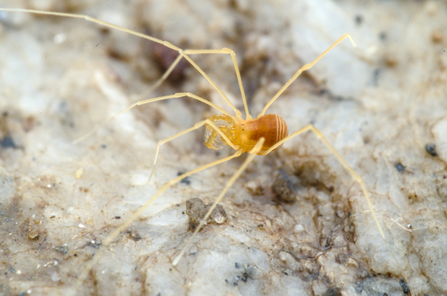 Peltonychia sarea