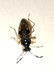 Chartoscirta cocksii