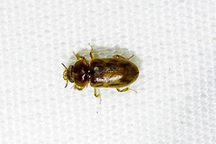 Heteroceridae