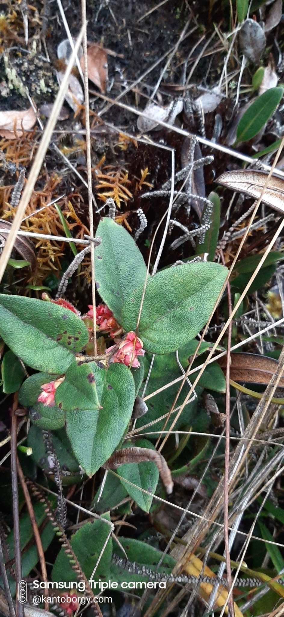 Gaultheria glomerata image