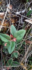 Gaultheria glomerata
