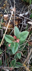 Gaultheria glomerata