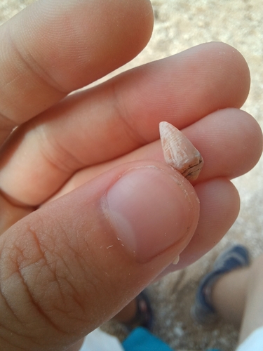 Conus ventricosus