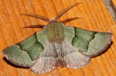 Drepanogynis asteiochlora