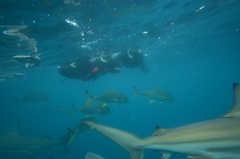 Caranx heberi