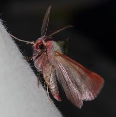 Drepanogynis asteiochlora