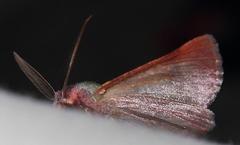 Drepanogynis asteiochlora