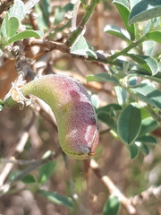 Podalyria myrtillifolia