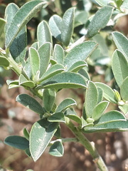 Podalyria myrtillifolia