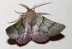 Drepanogynis asteiochlora