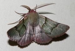 Drepanogynis asteiochlora