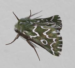 Drepanogynis bifasciata