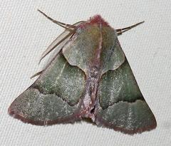 Drepanogynis asteiochlora