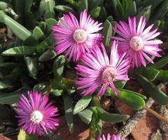 Acrodon purpureostylus