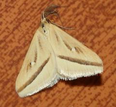 Rhodometra participata