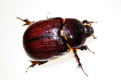 Oxygrylius ruginasus