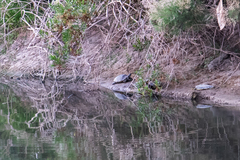 Trachemys venusta cataspila