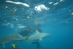 Caranx heberi