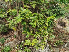 Securinega durissima