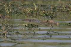 Crocodylus suchus