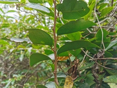 Securinega durissima