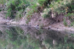 Trachemys venusta cataspila