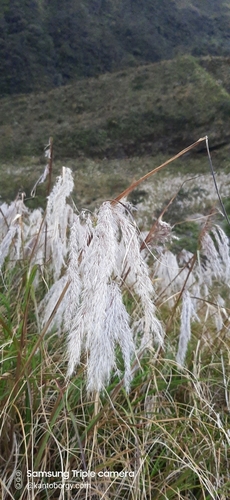 Miscanthus image