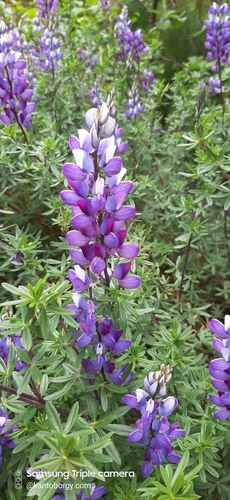 Lupinus image