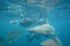 Caranx heberi