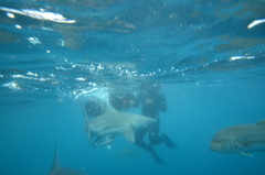 Caranx