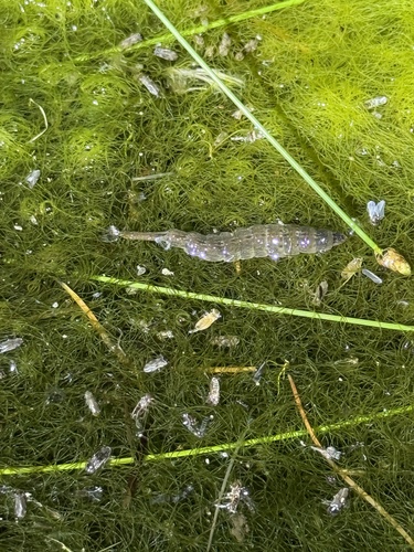 iNaturalist observation photo of Stratiomys