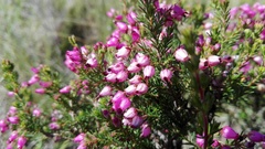 Erica nutans