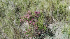 Erica nutans