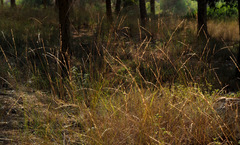 Achnatherum bromoides