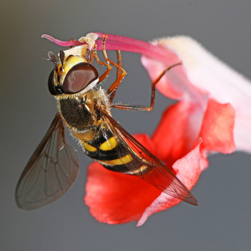 Long-tailed Aphideater Complex photo 4