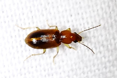 Stenolophini