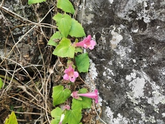 Lophospermum erubescens