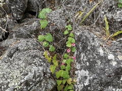 Lophospermum erubescens