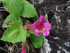 Lophospermum erubescens