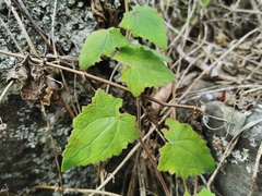 Lophospermum erubescens