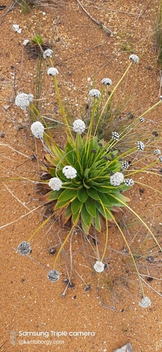 Paepalanthus alpinus image