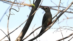 Melanerpes pygmaeus