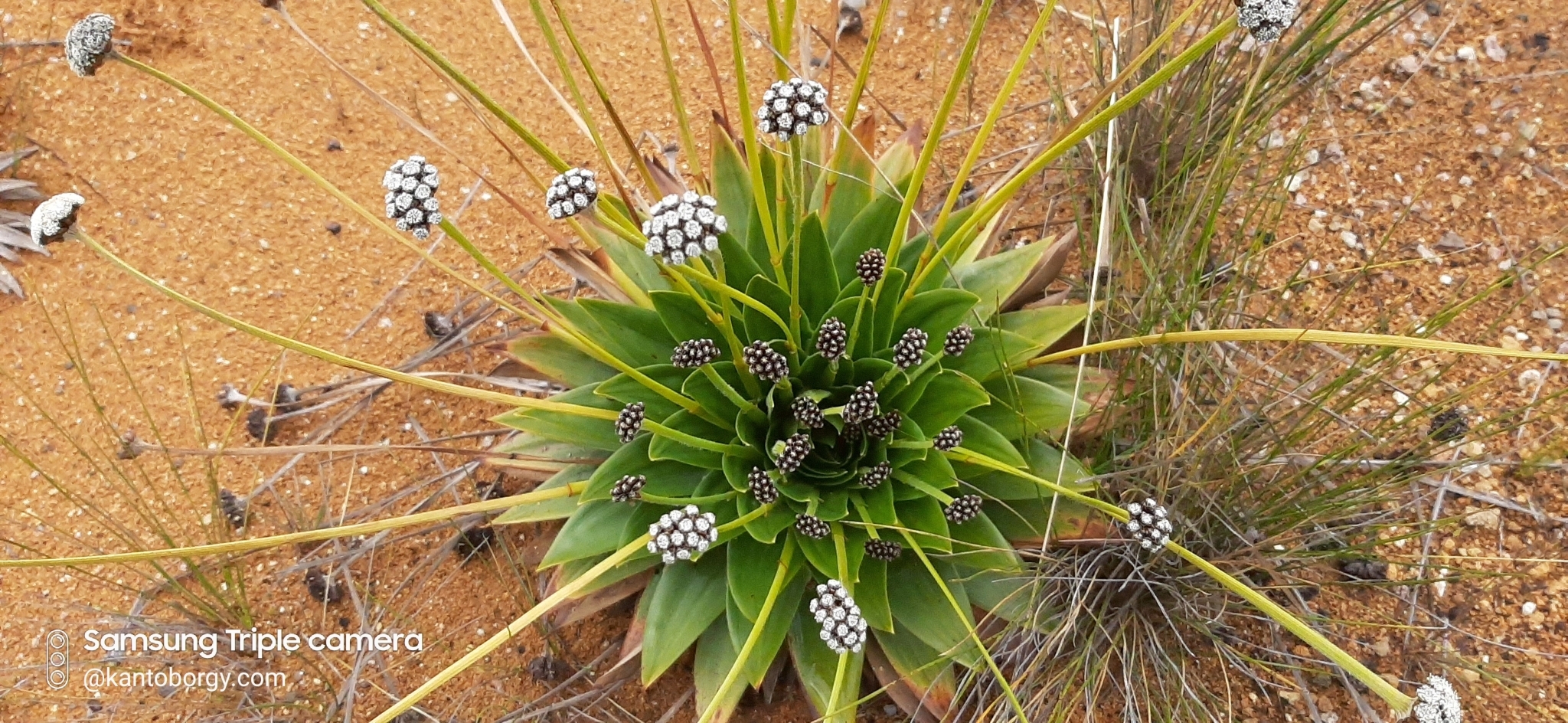 Paepalanthus alpinus image