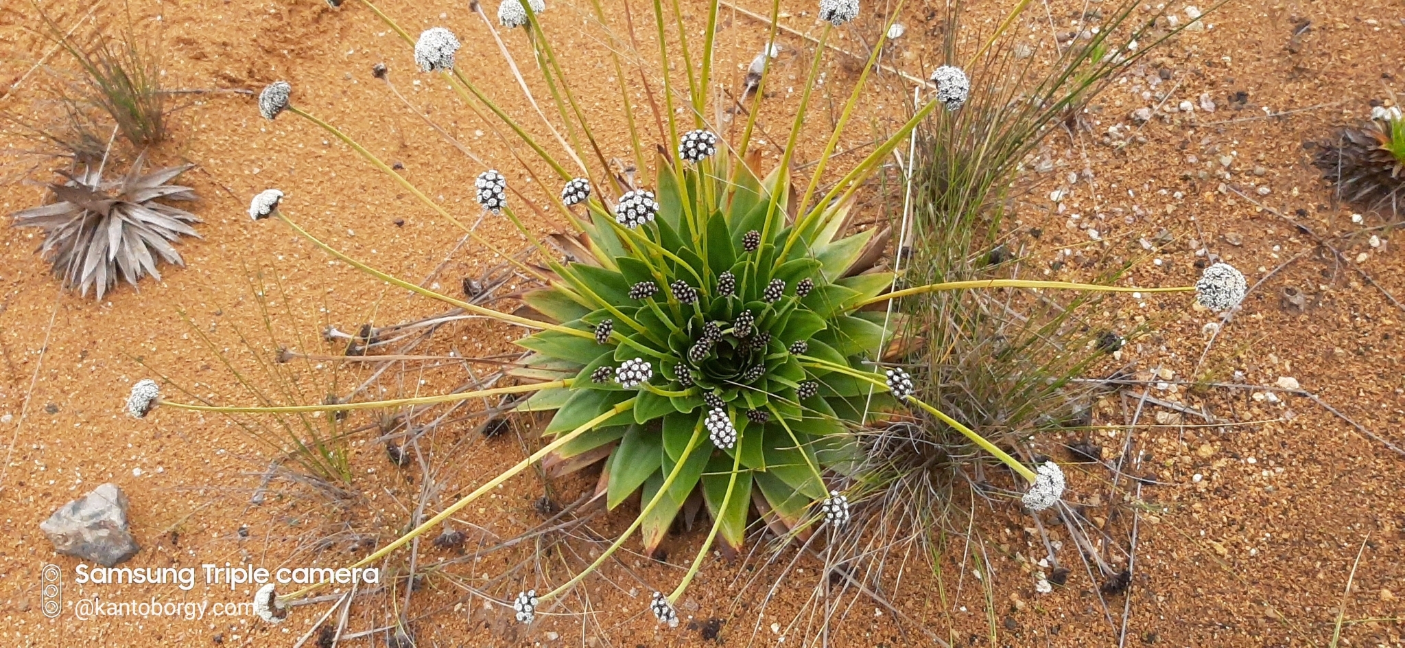 Paepalanthus alpinus image