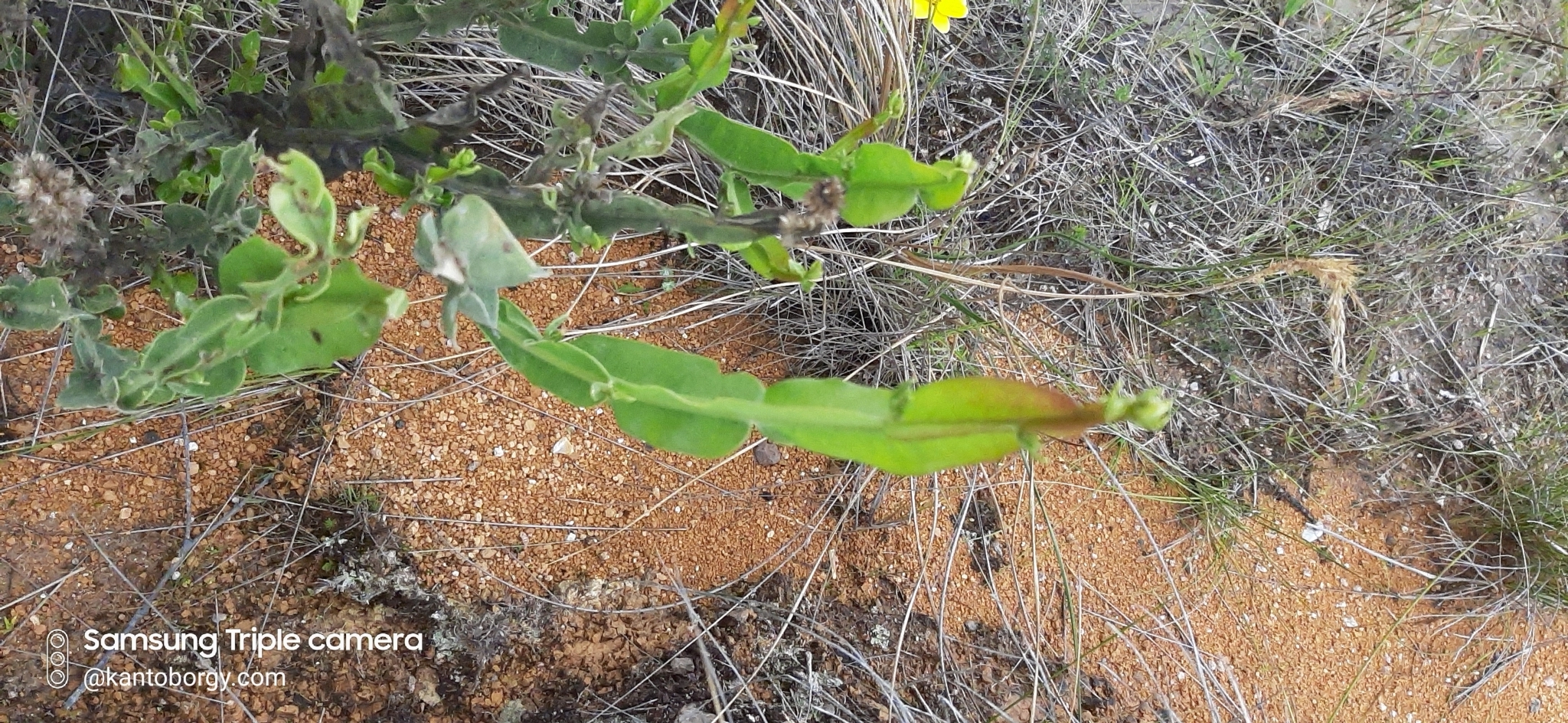 Baccharis genistelloides image