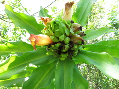 Costus guanaiensis tarmicus
