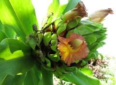 Costus guanaiensis tarmicus