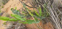 Baccharis genistelloides